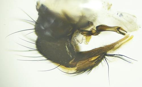 Delia platura